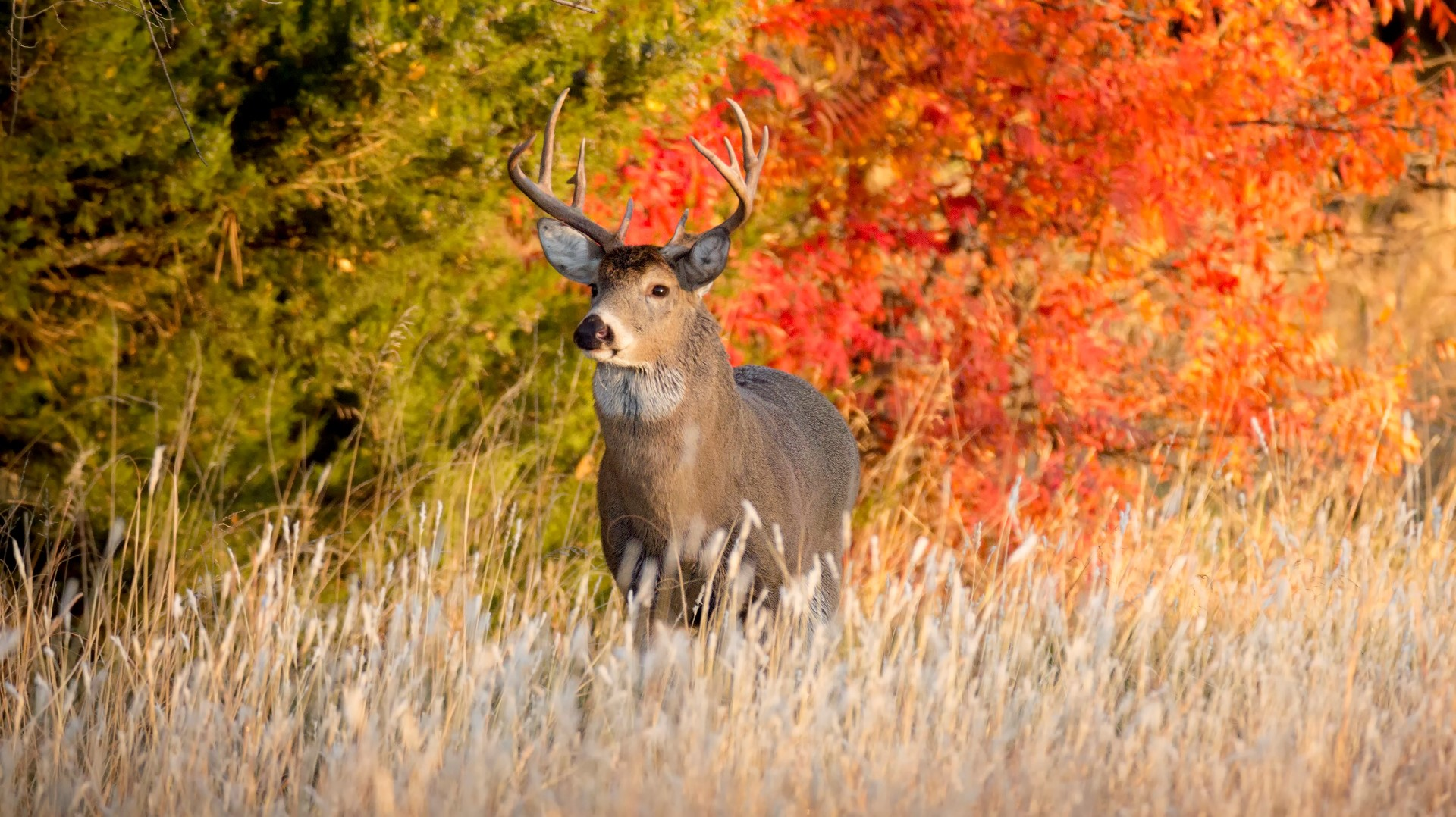 wisconsin-dnr-sold-10-hunting-licenses-to-infants-kare11